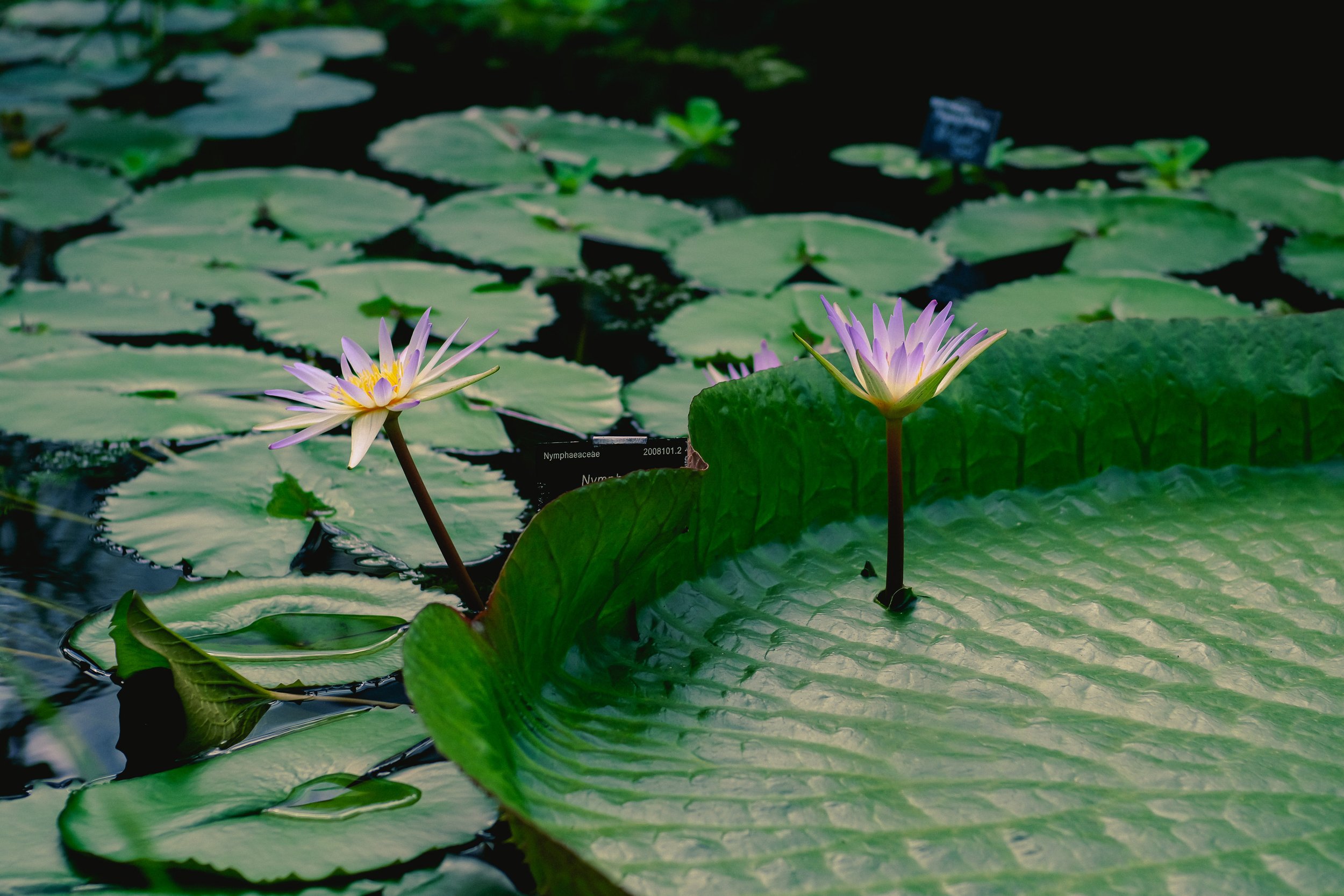 Nymphaea 'Midnight'