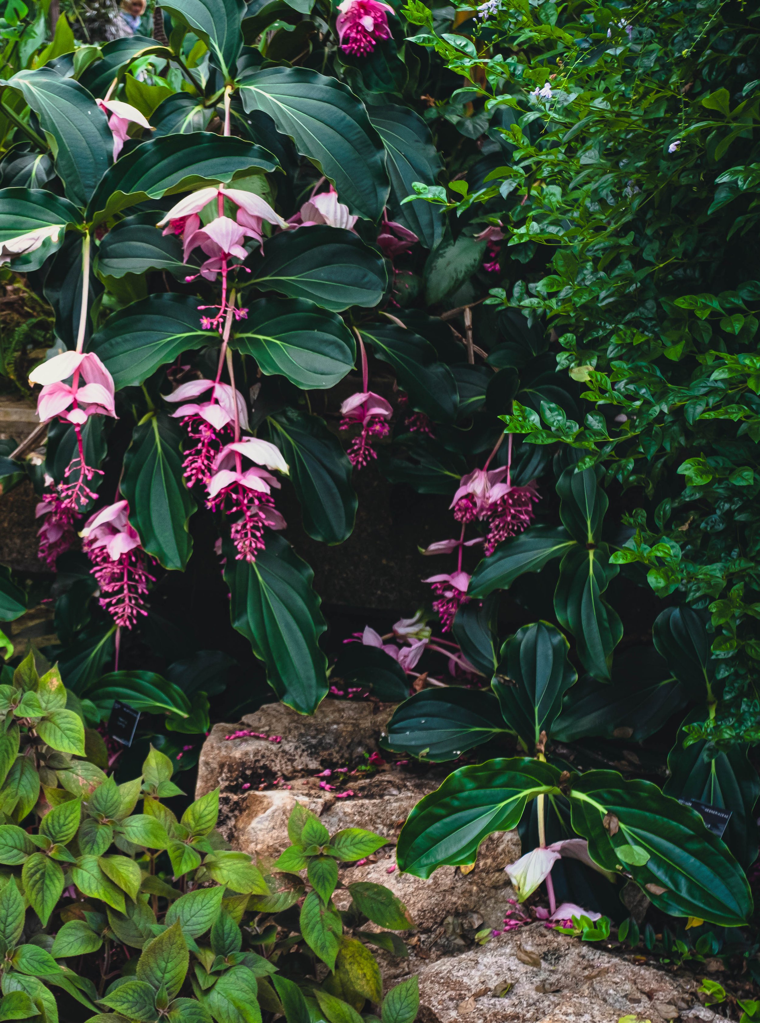 Medinilla magnifica