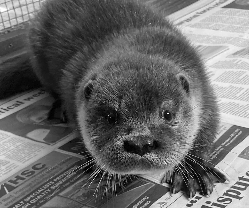 Charity Support 2021/22 - The Hillswick Wildlife Sanctuary
