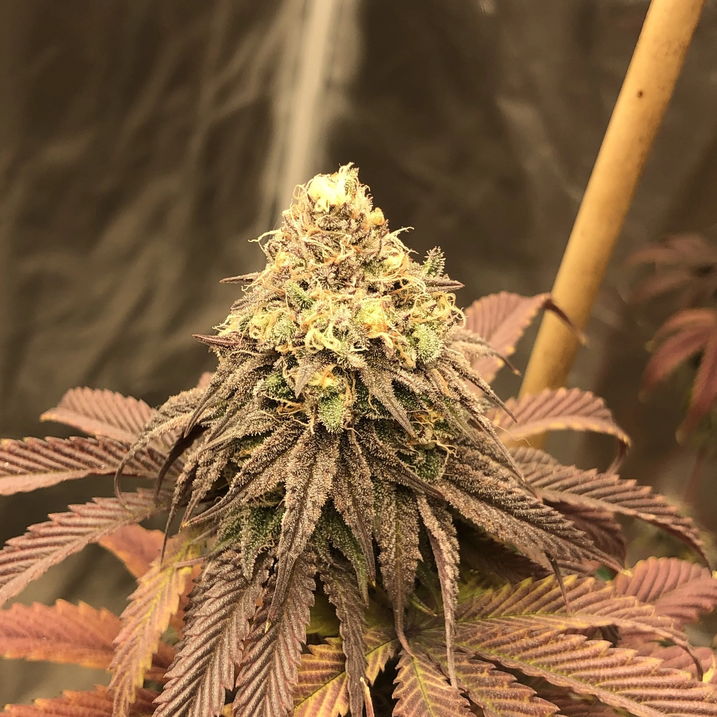 Melonade x SlurryCake Photoperiod Cannabis Seeds — Brothers In Farms