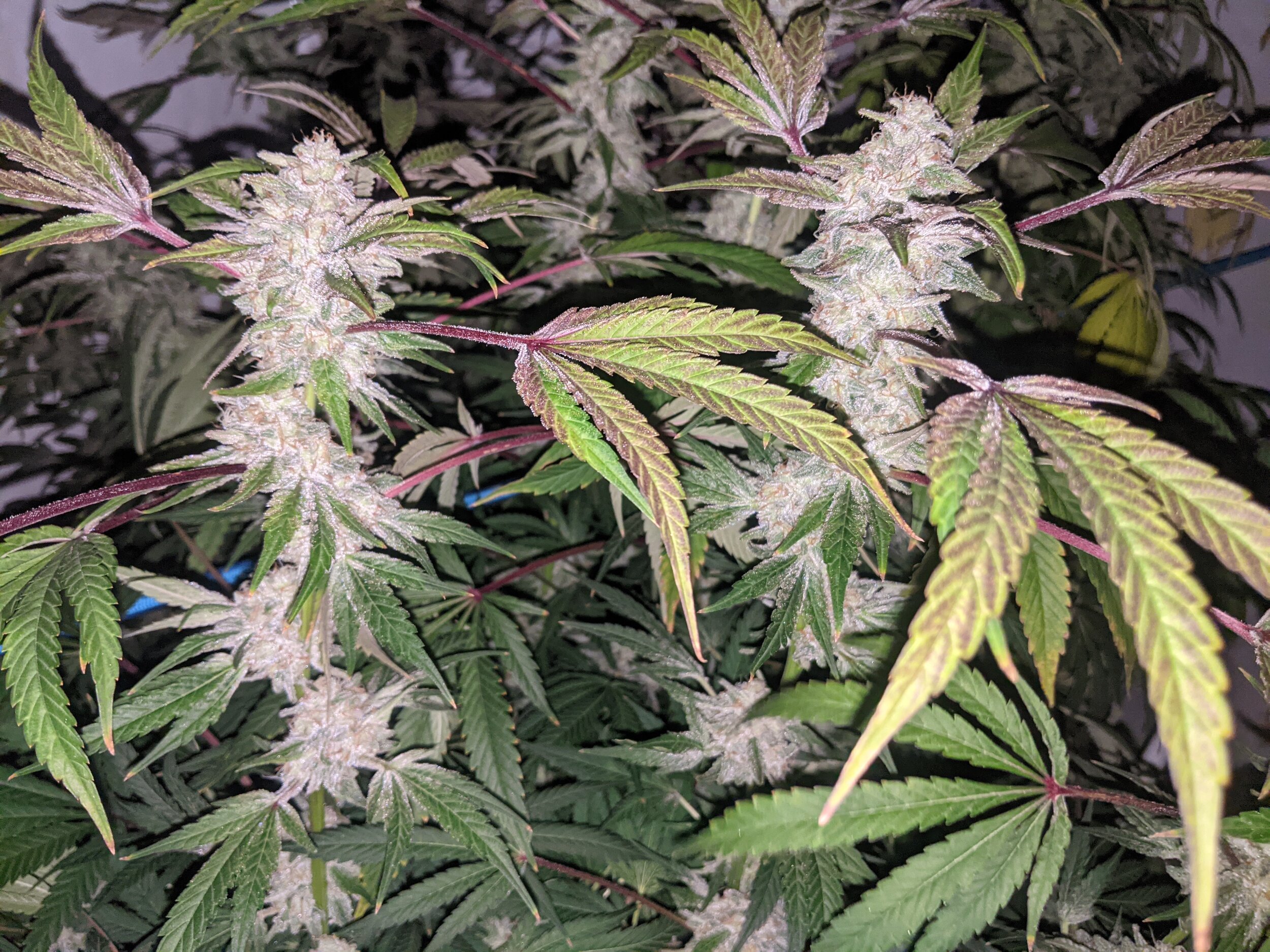 Melonade x SlurryCake Photoperiod Cannabis Seeds — Brothers In Farms Cannabis Vendor