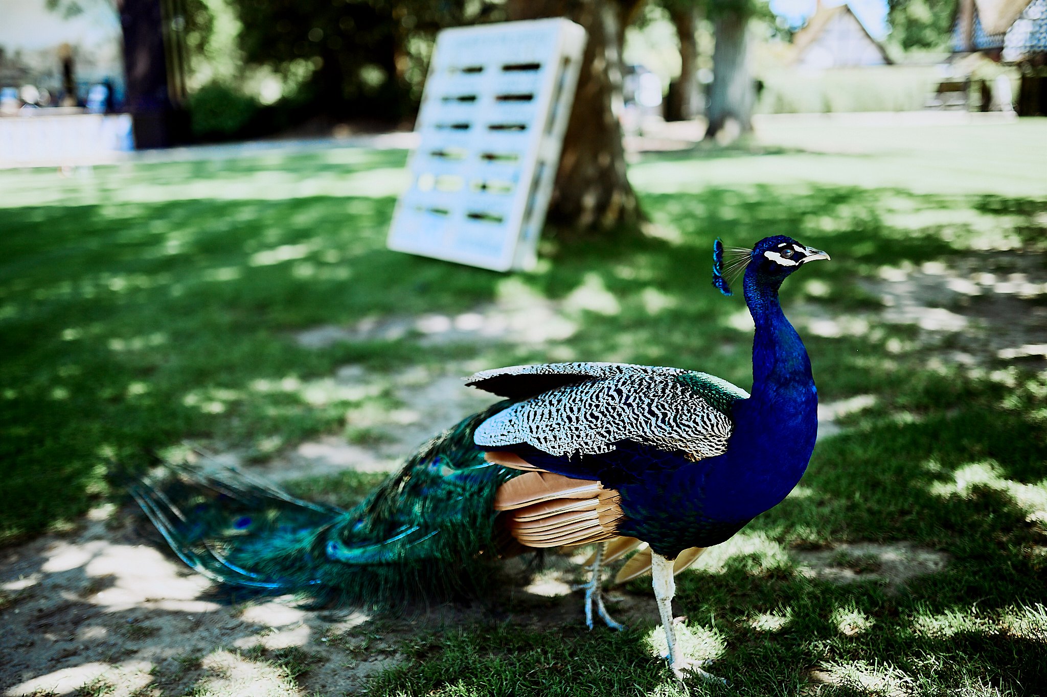 Larmer_Tree_Wedding_ 27.jpg