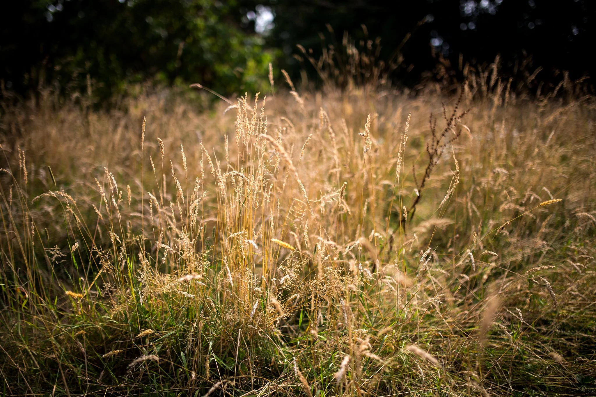 Marquee-Wedding-olliver-photography 182.jpg