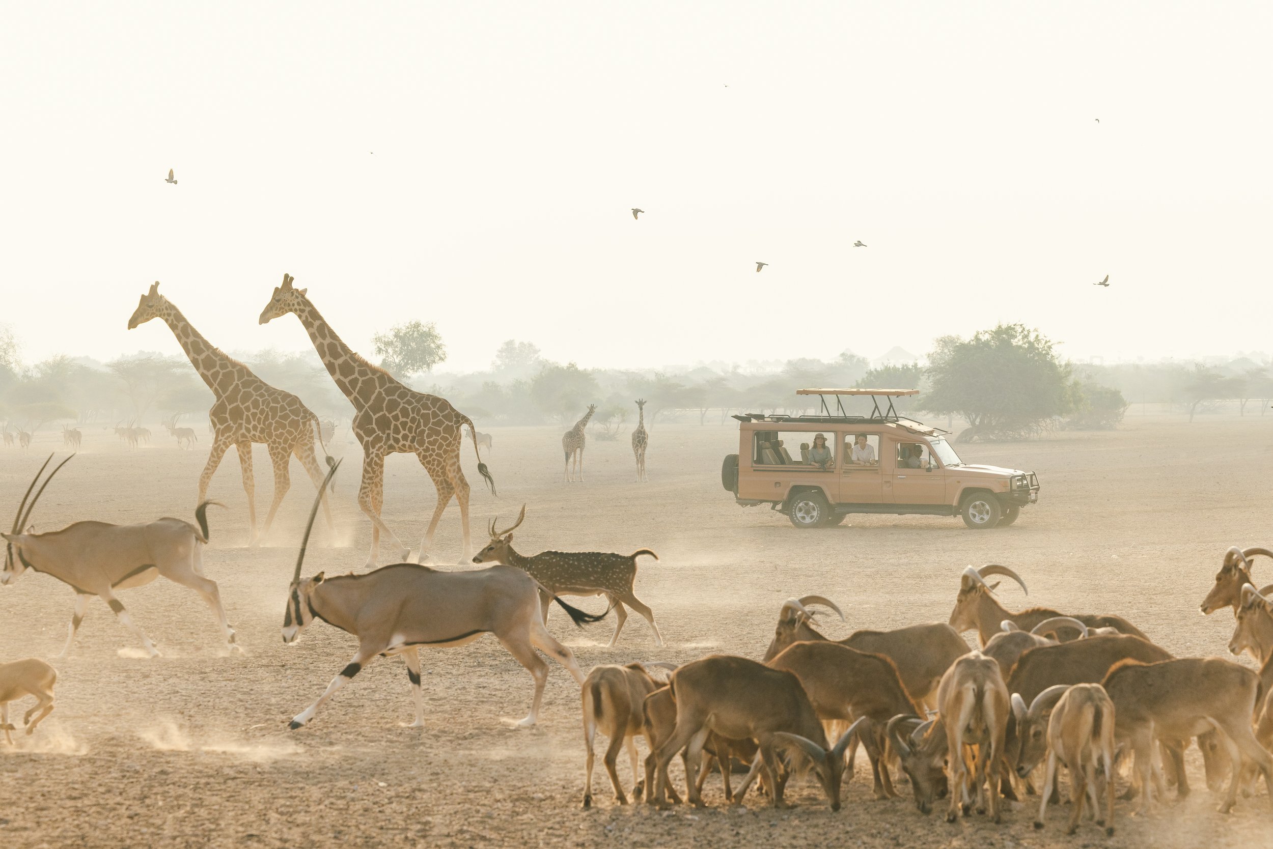 RWABU_Destination_ArabianWildlifePark_02874995.jpg