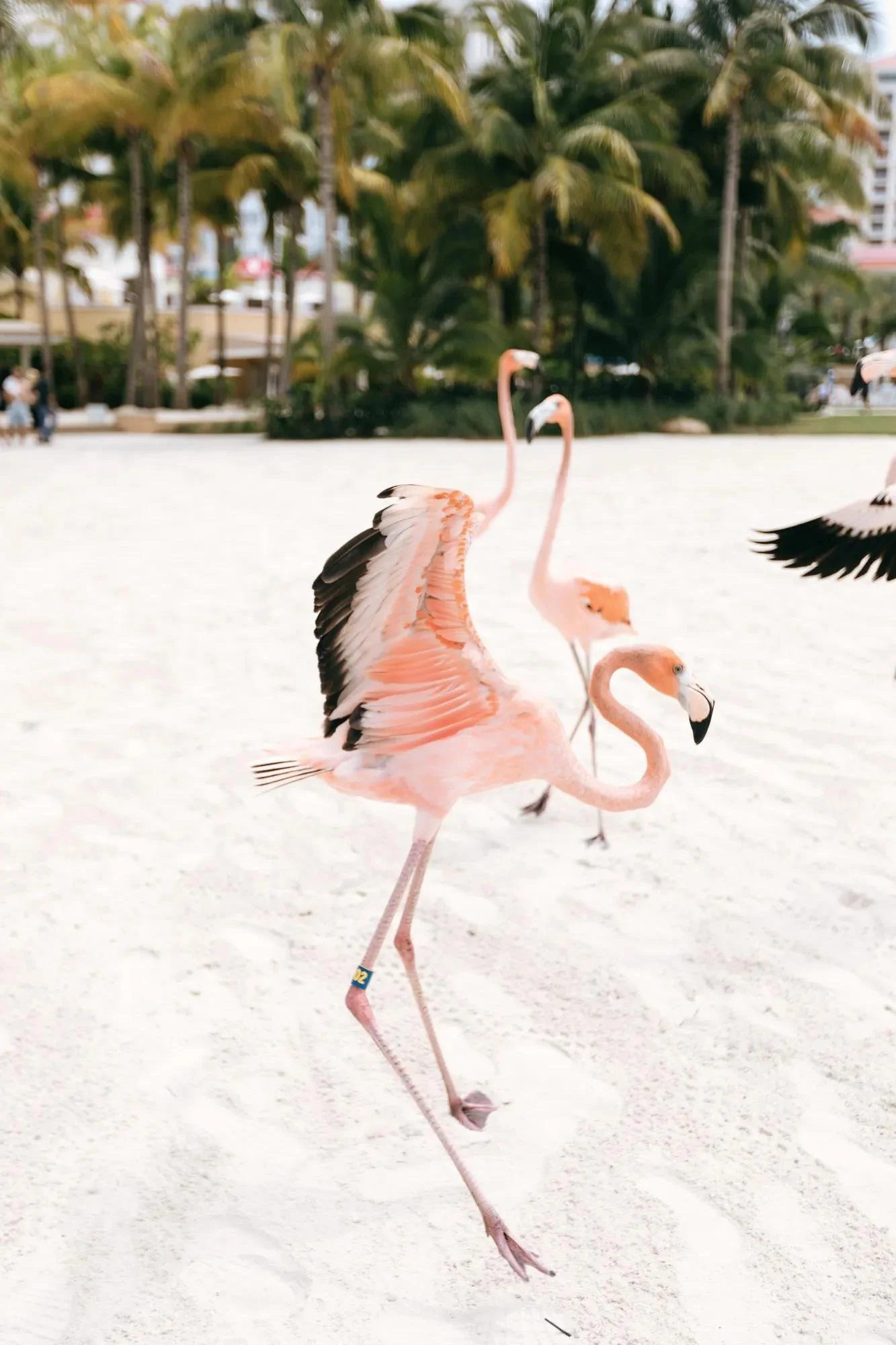 RWBHM_3-0_Brand-com_Assets_Experience_BHM_Flamingos_012.jpeg