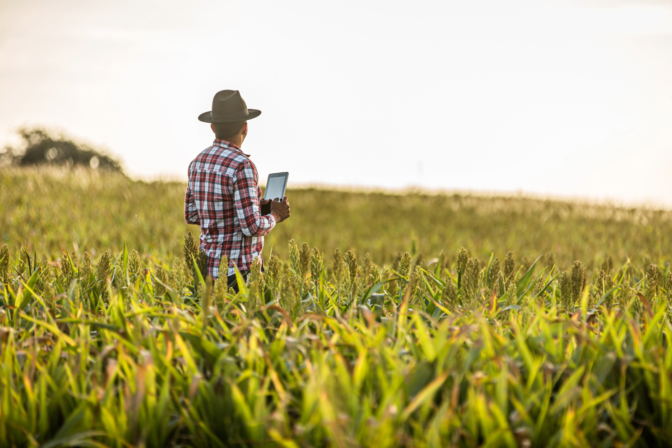 Latin farmer analysing his crop before harvest