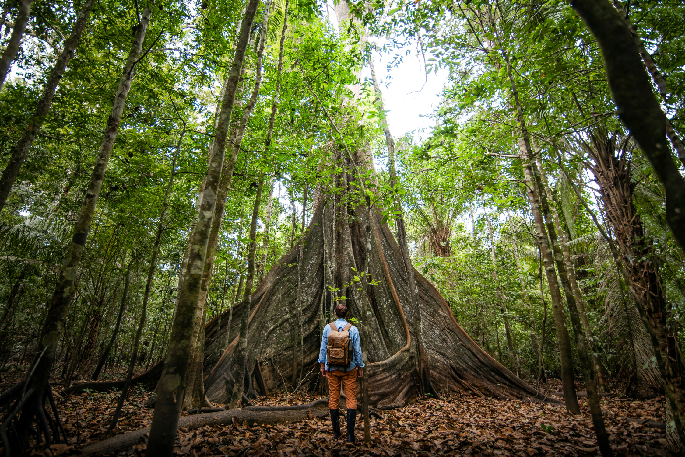 Traveller in the Amazon, taking in the incredible views and wilderness