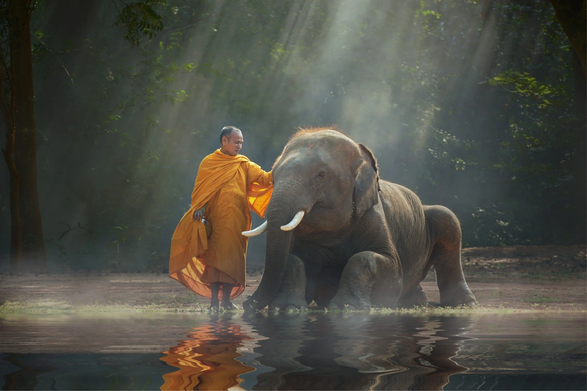 elephant.jpeg