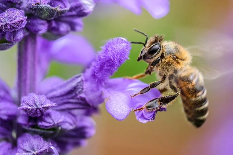 Are Bees Colorblind Blume Honey Water Are Bees Colorblind Blume Honey Water