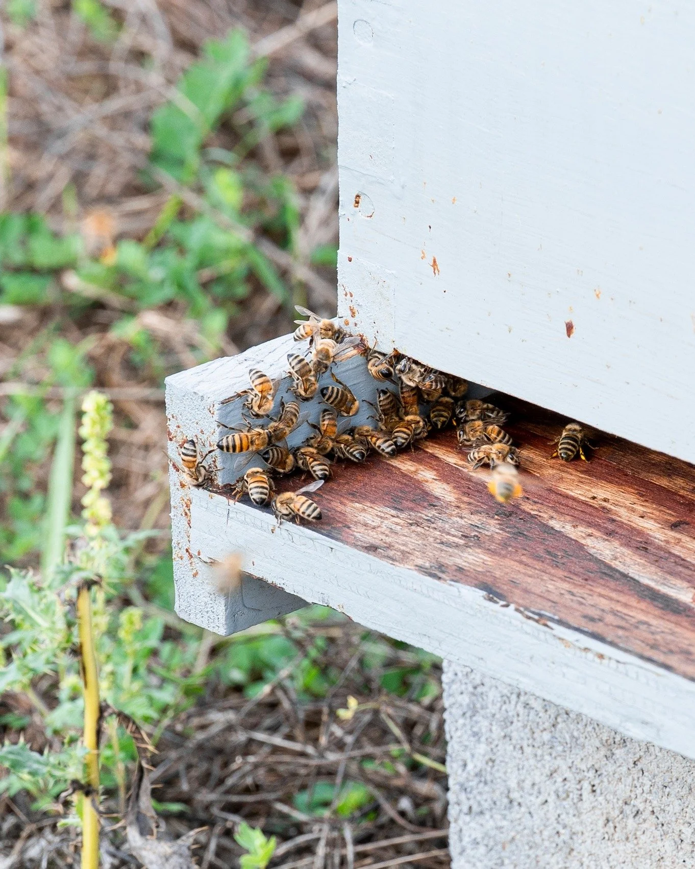 Did you know, one honeybee visits up to 5,000 flowers a day &mdash; all to make just one teaspoon of honey in her lifetime. Talk about dedication!