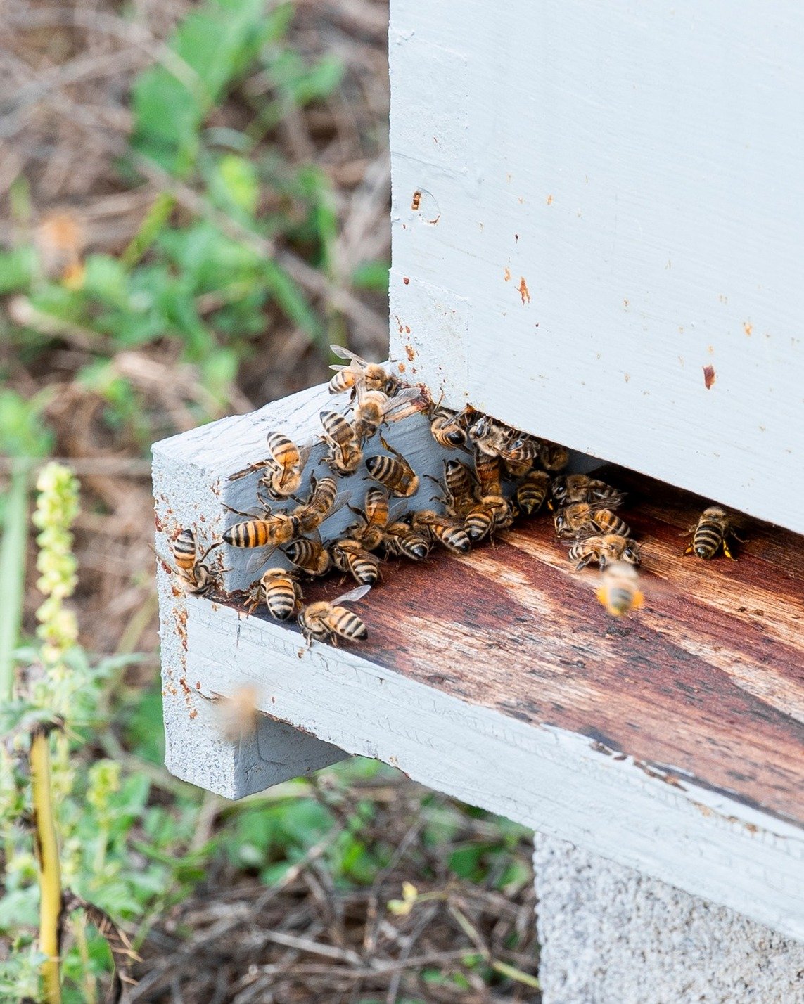 Did you know? One out of every three bites from your Thanksgiving meal this week exists because of pollinators, mostly honey bees 🦃🍯