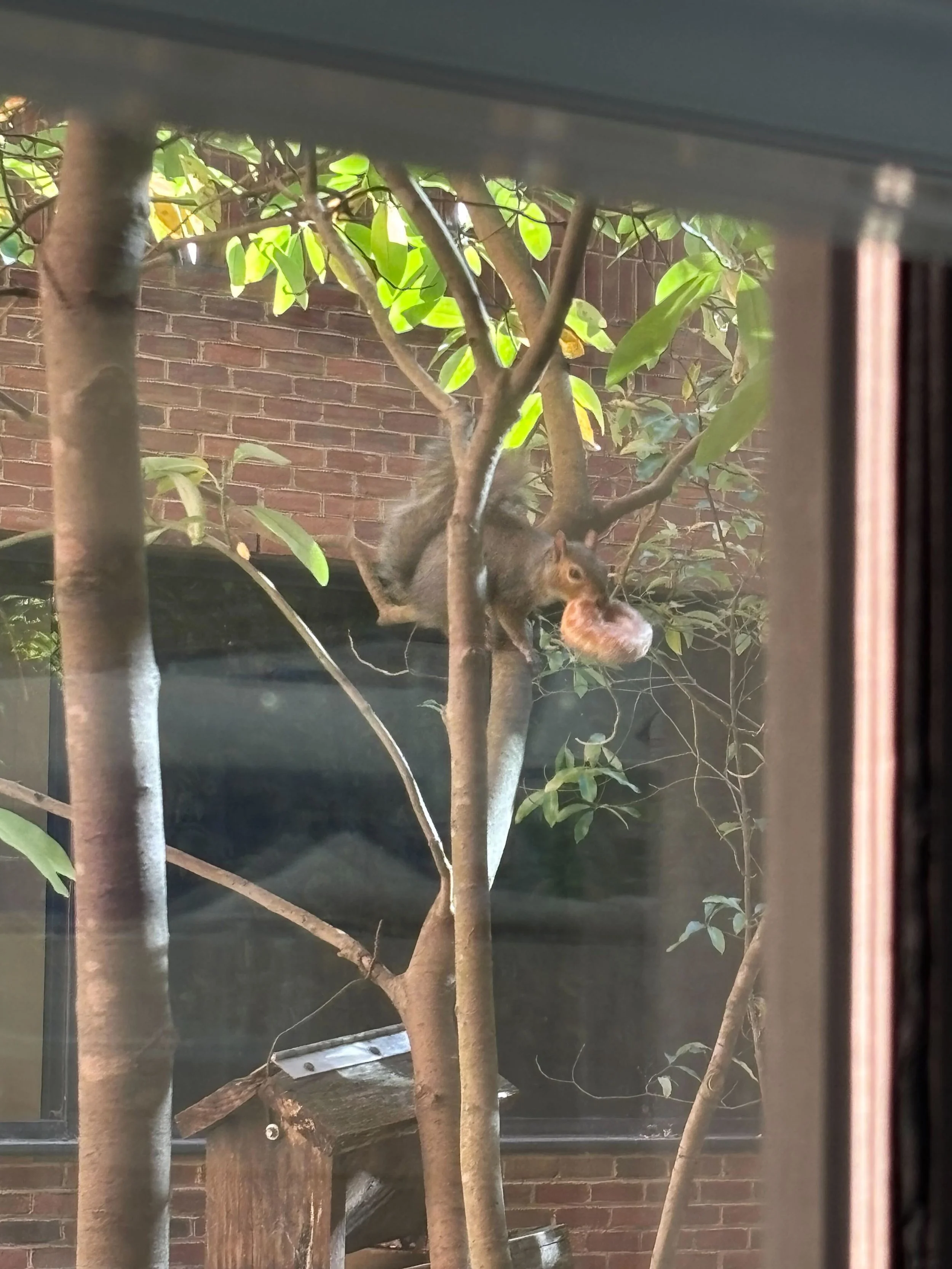 Donut squirrel makes another appearance outside the lab!