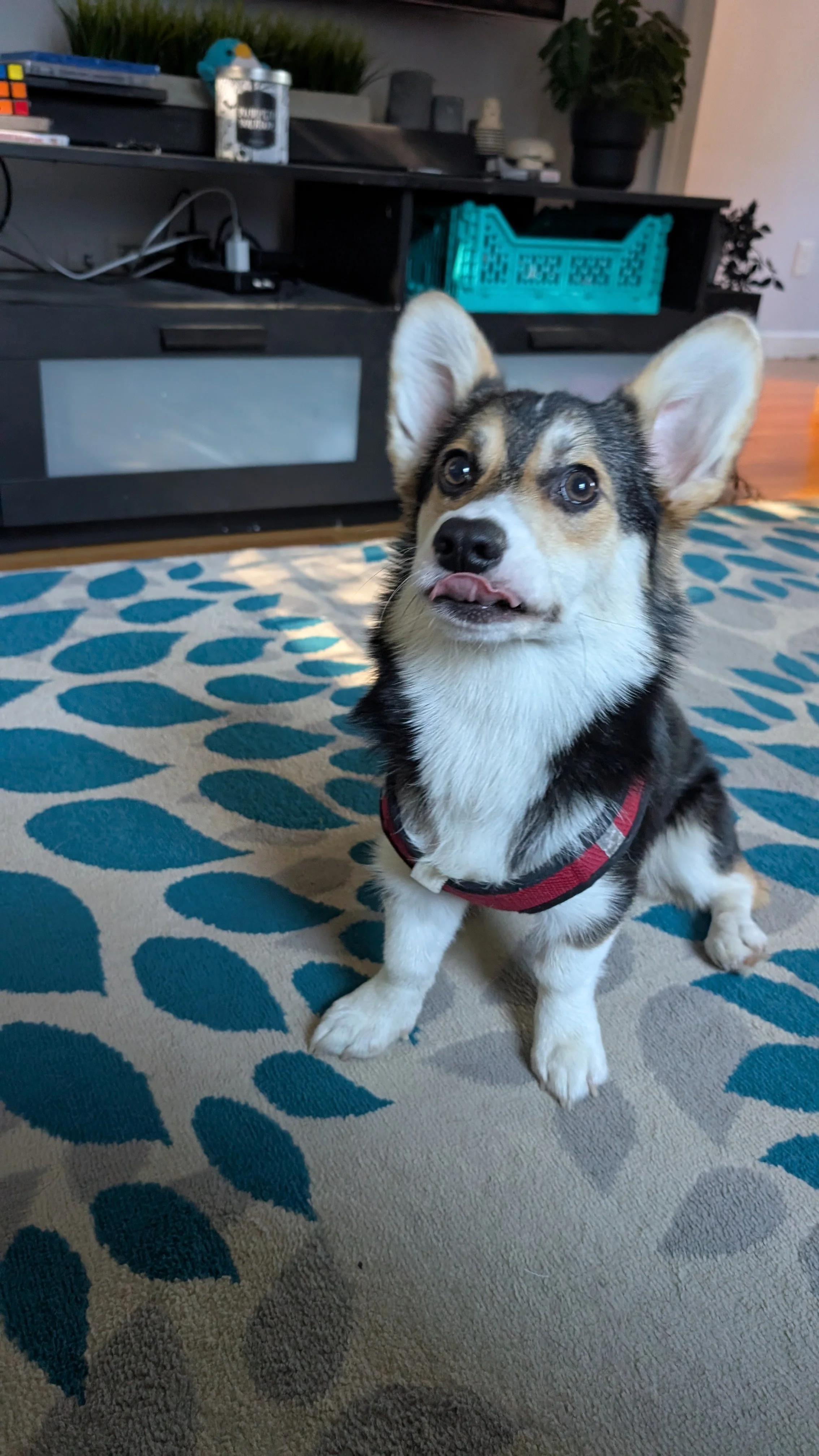 Simon, the best boy.