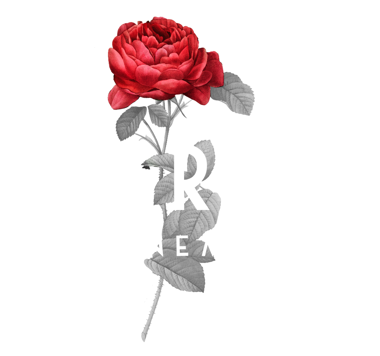 Red Rose Cinema