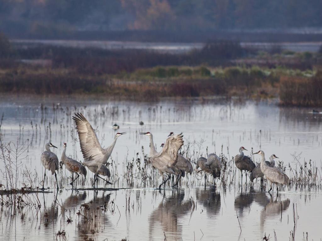 cosumnes_river_preserve_winter_cranes__large.jpg