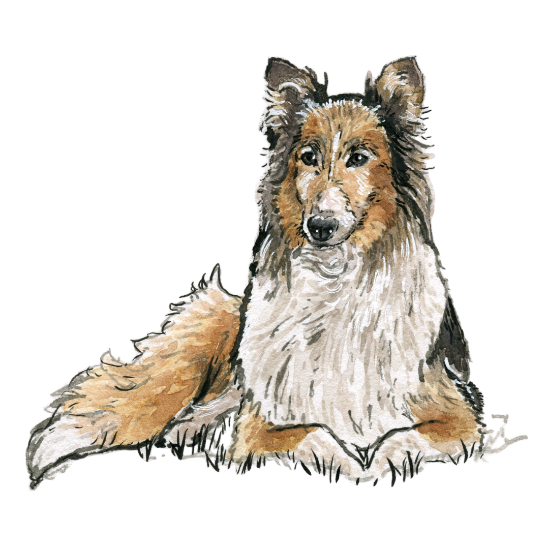 collie square.png