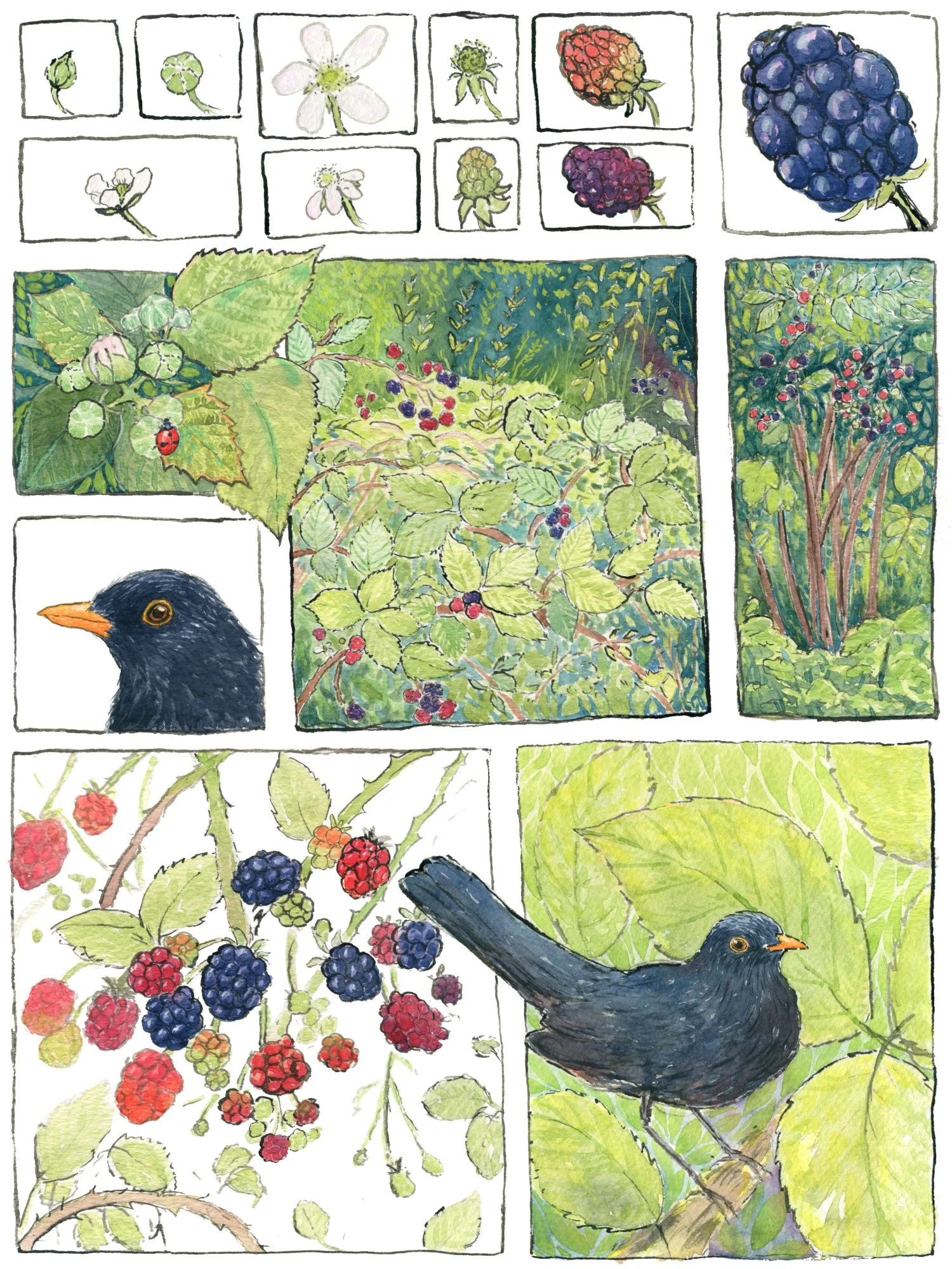 among the blackberries web.jpg