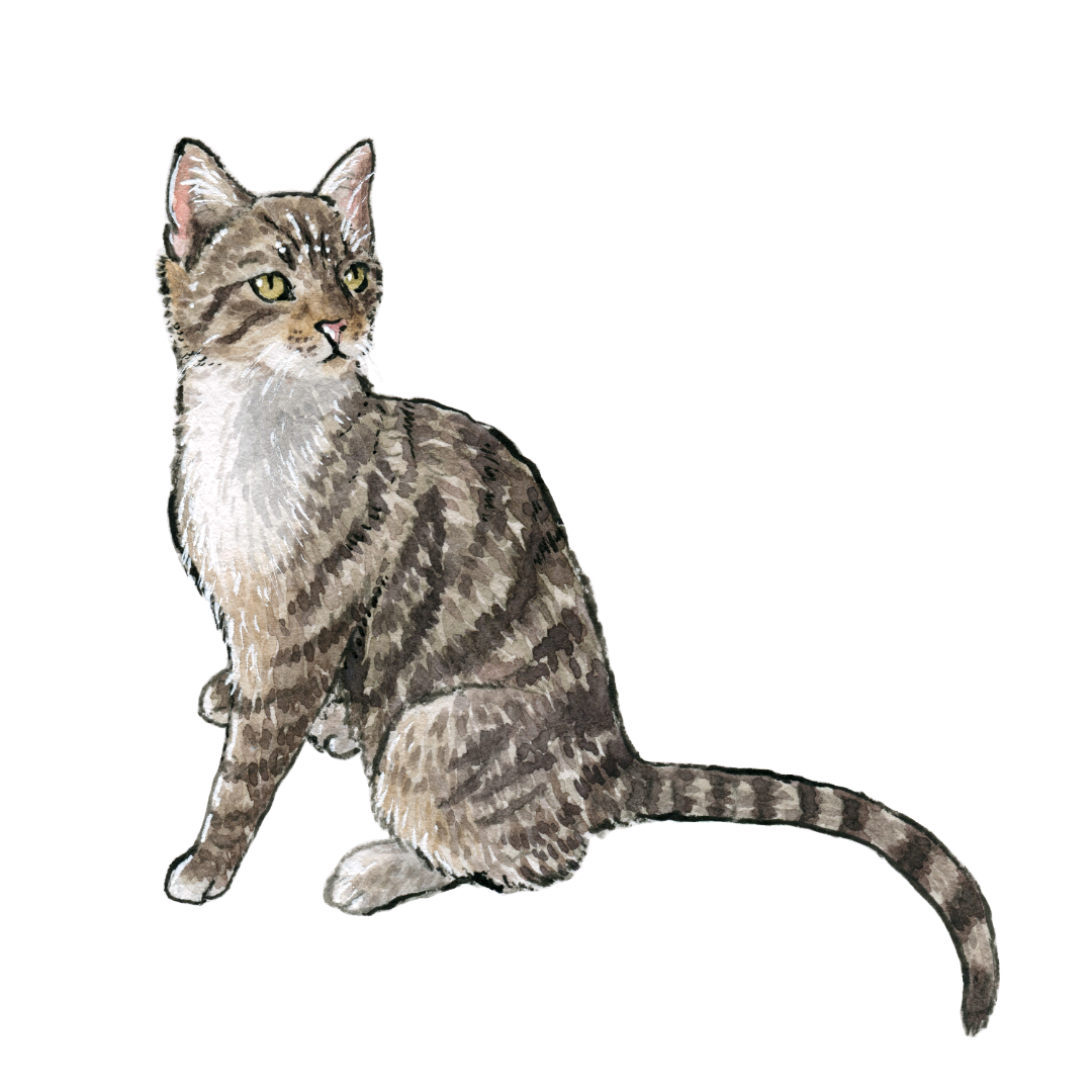 tabby cat square.png