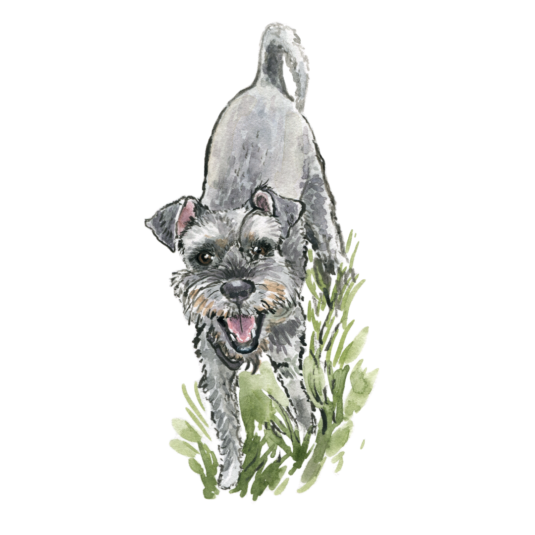schnauzer square.png