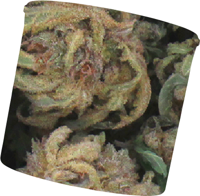 Close-up of cannabis buds with visible trichomes and leaves.
