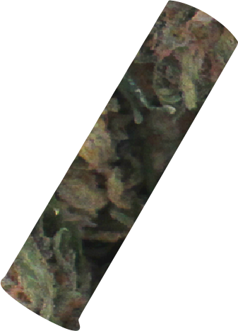 Close-up of cannabis buds with visible trichomes