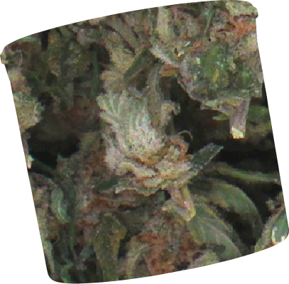 Close-up of cannabis buds with visible trichomes