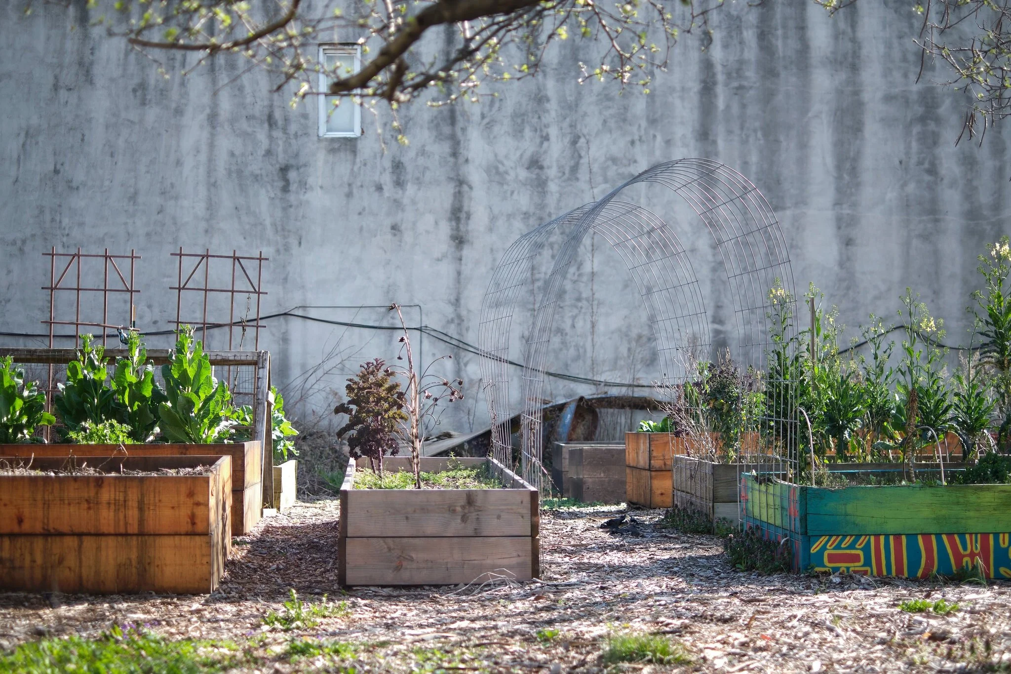 nyt comm garden 2.jpg