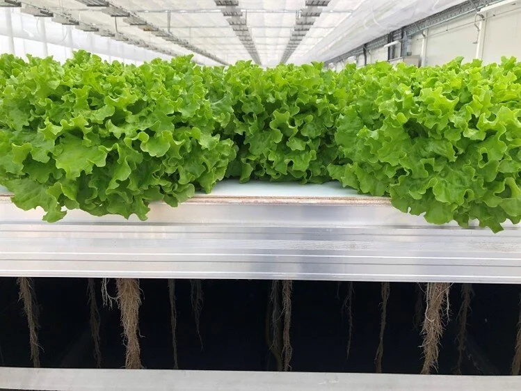 Coronavirus-Betting-on-aeroponics-to-increase-food-security_wrbm_large.jpg