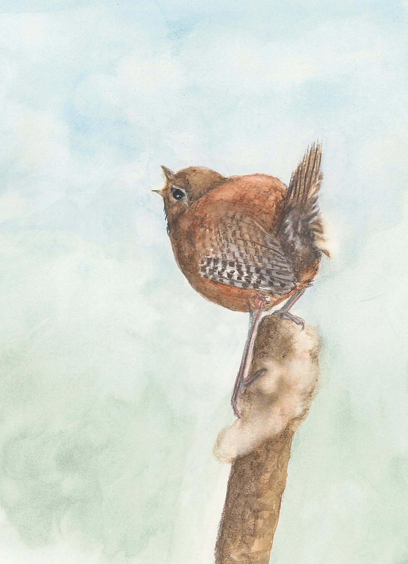 Pacific Wren in Arcata
watercolor & pencil on arches hot press paper