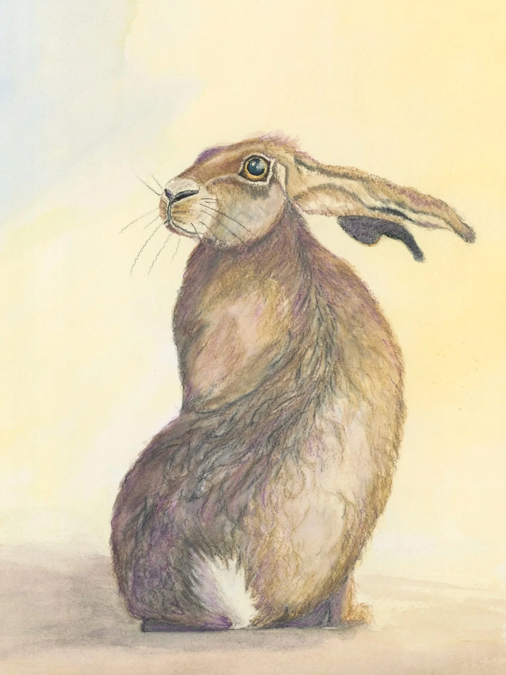 European Brown Hare
watercolor & watercolor pencil