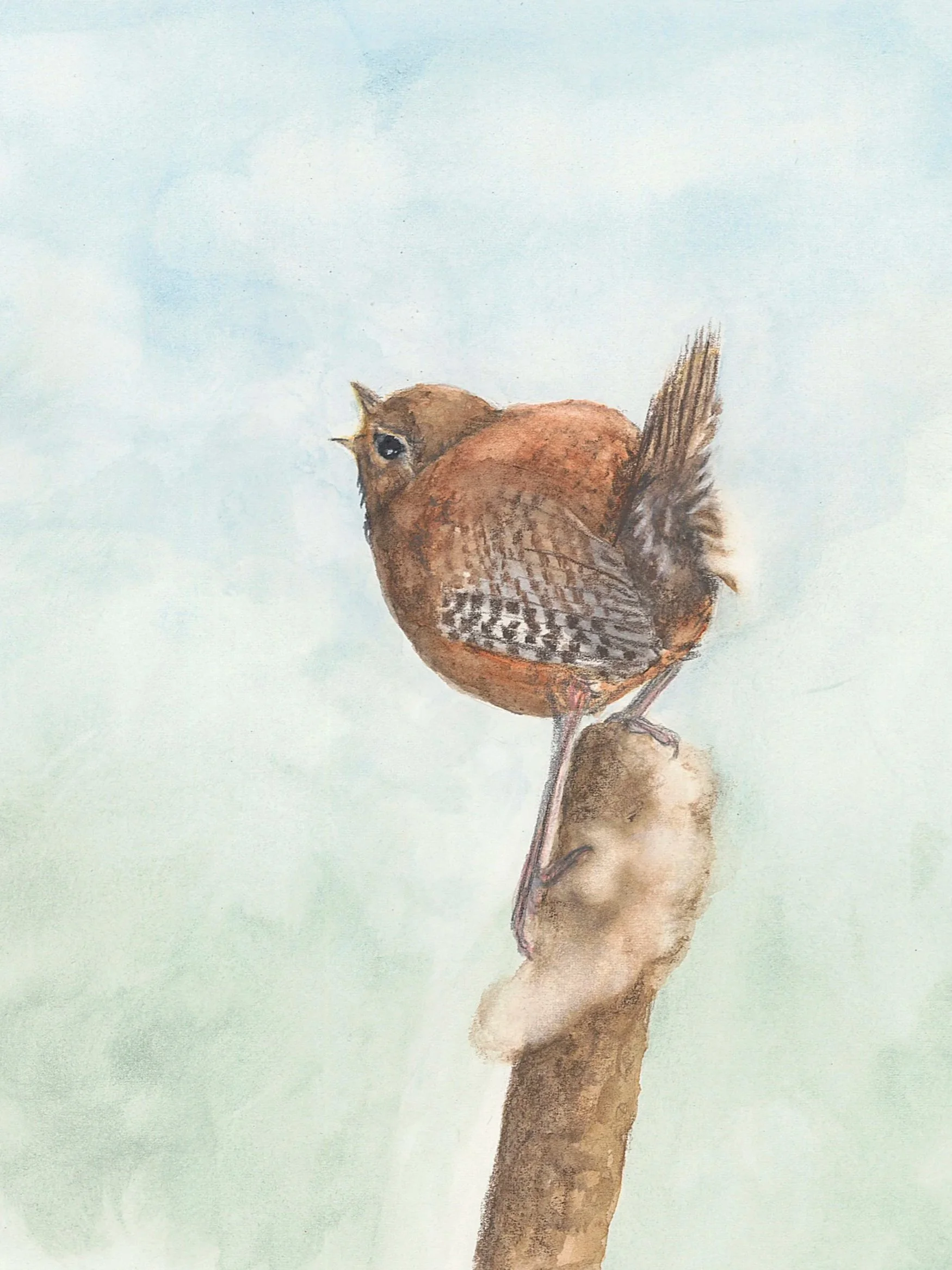 Pacific Wren in Arcata
watercolor & pencil on paper