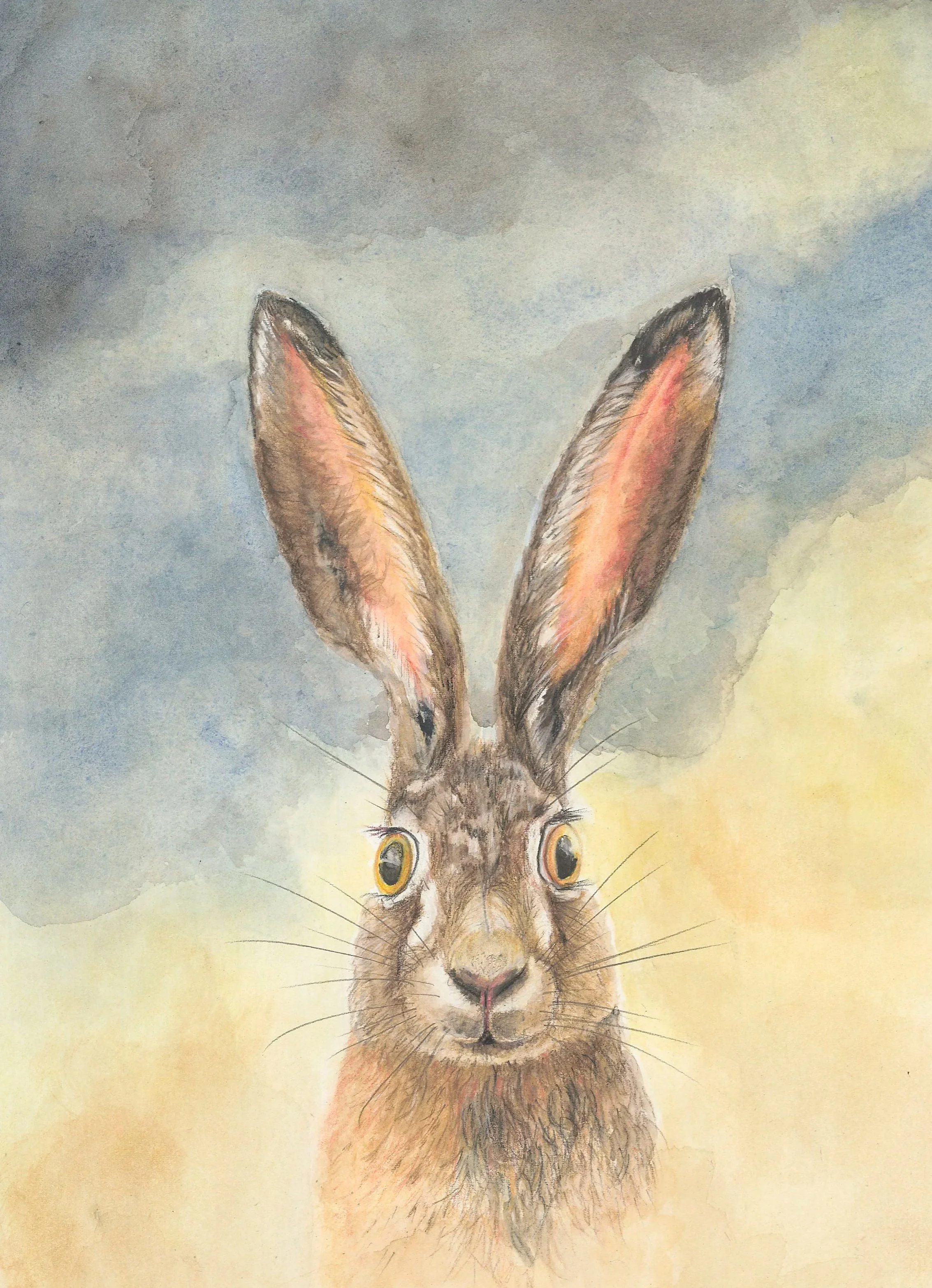 European Brown Hair, Startled
watercolor & pencil