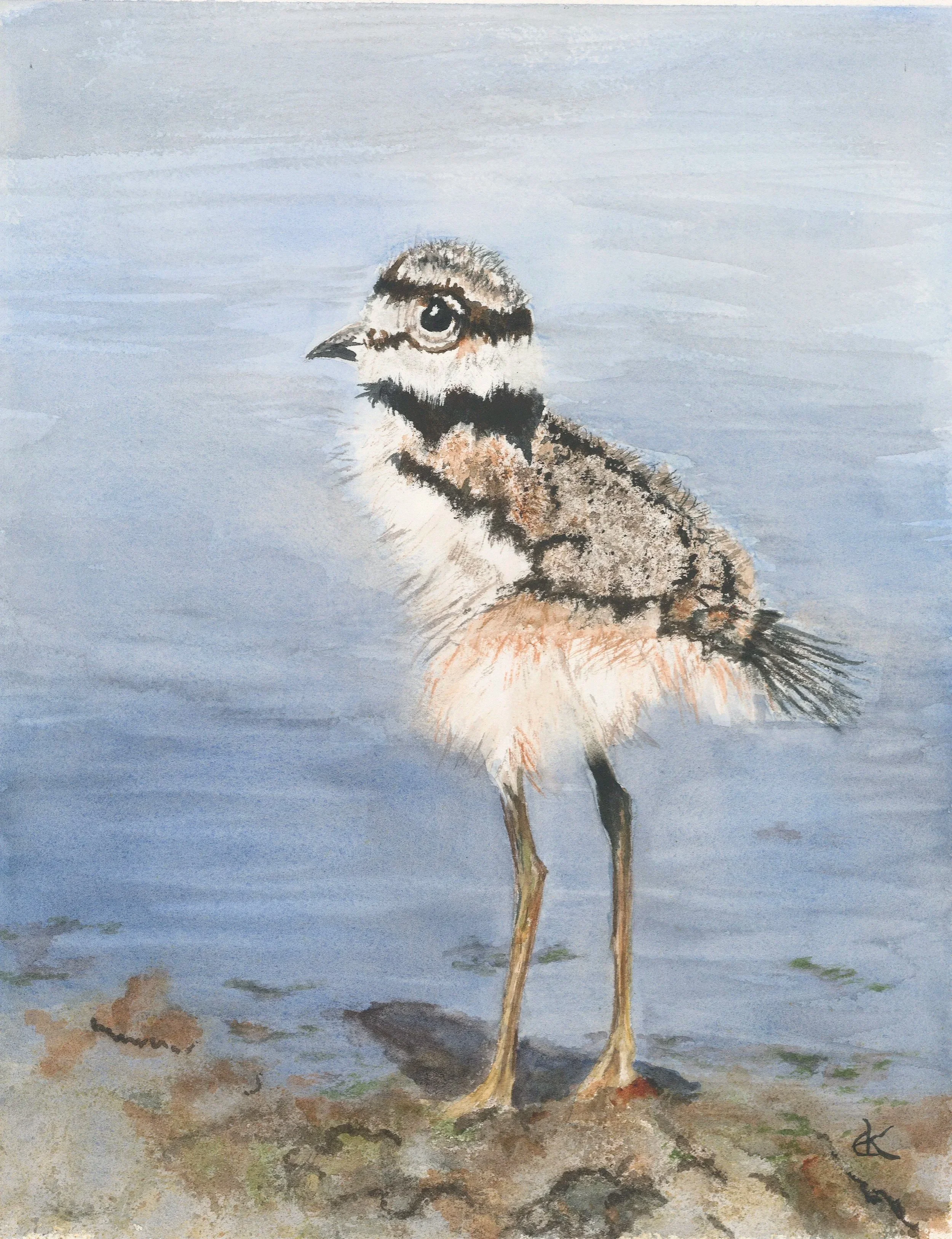 Black-necked Stilt Chick
(watercolor on paper)
11"X14"
