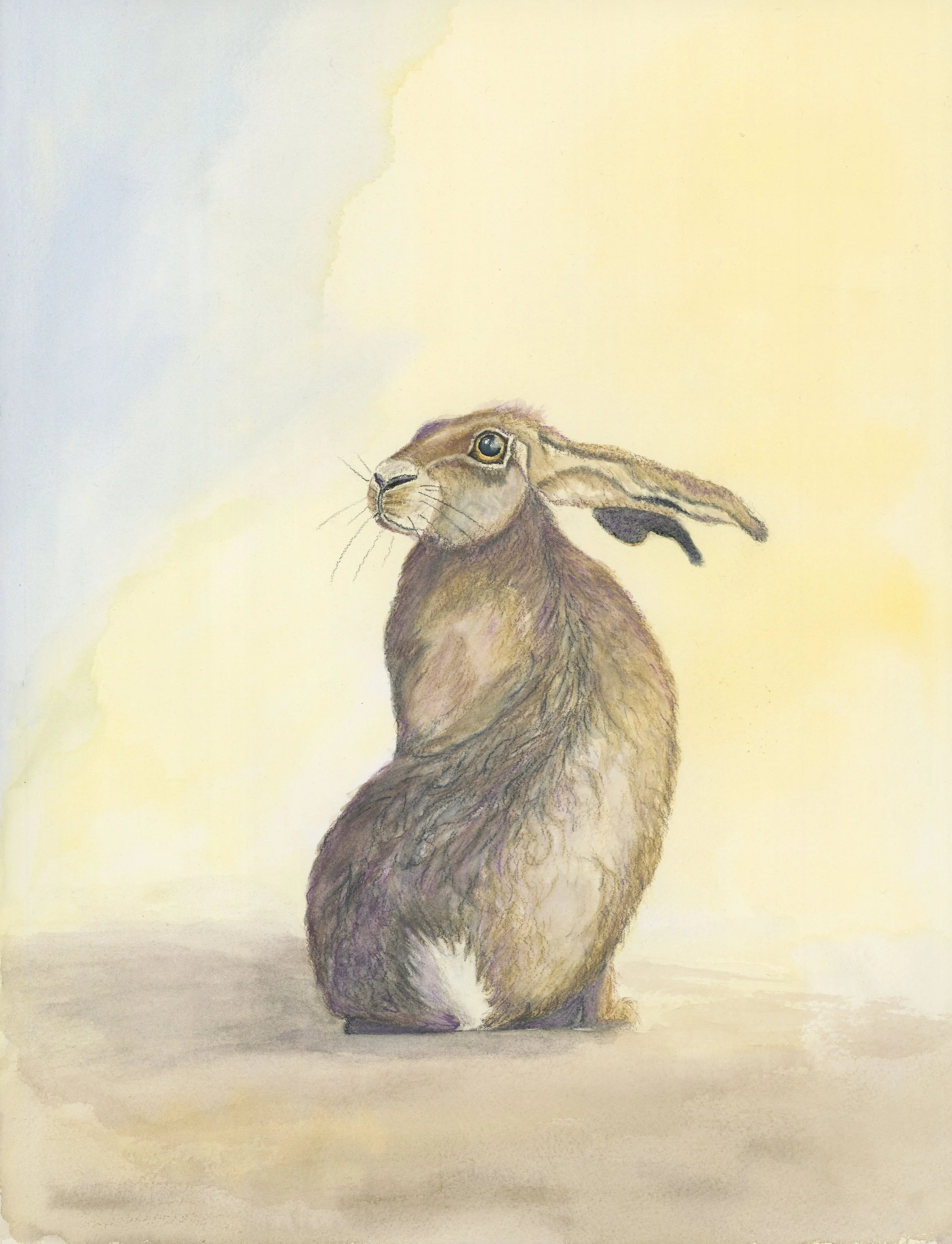 European Brown Hare
watercolor & pencil