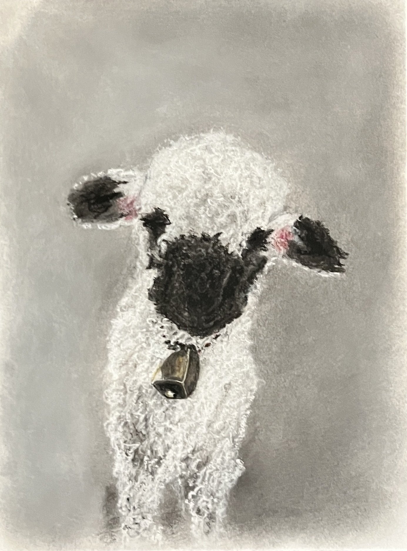 Suisse Valais Blacknose Lamb