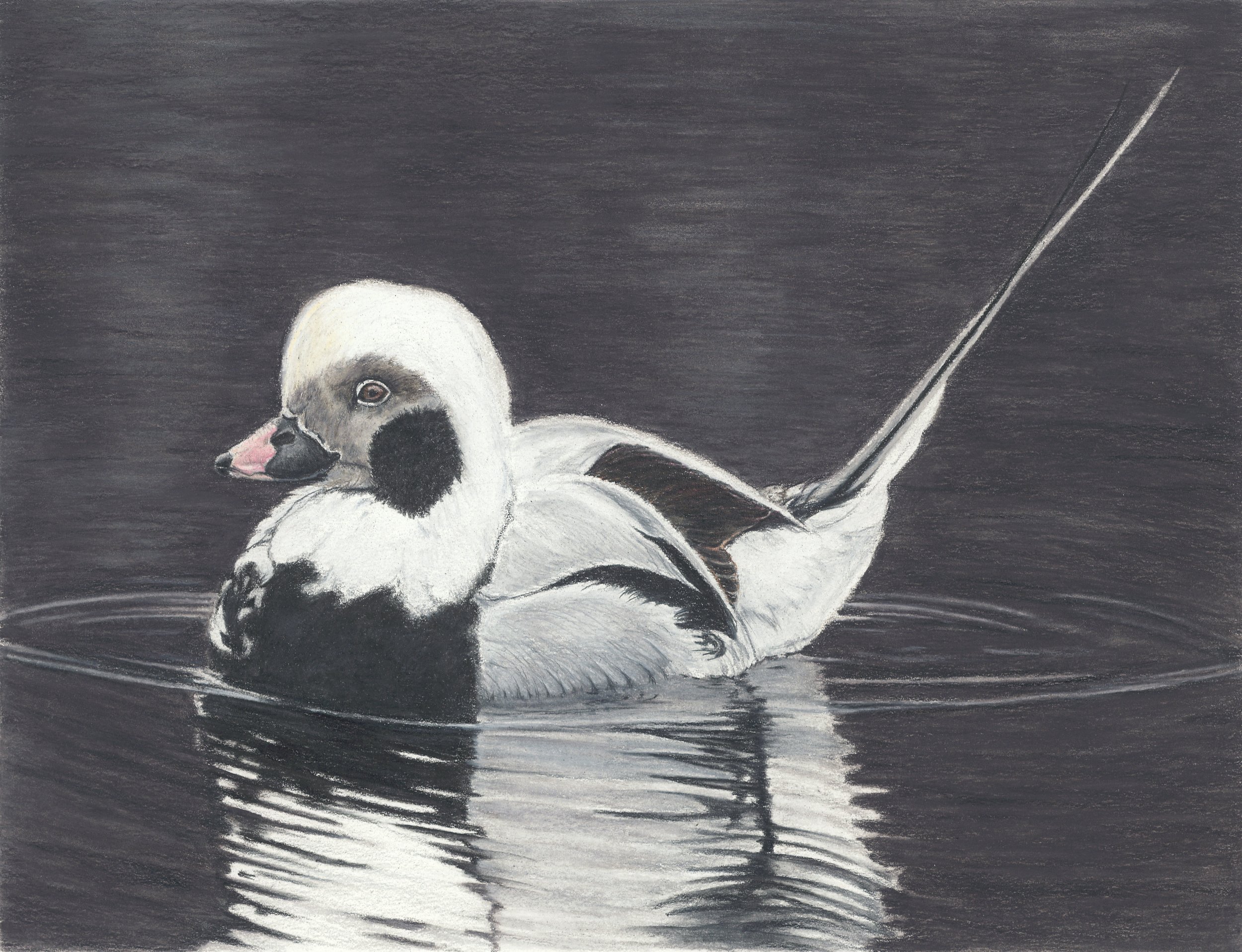 Long-tailed Duck
(colored pencil on paper)
11X14