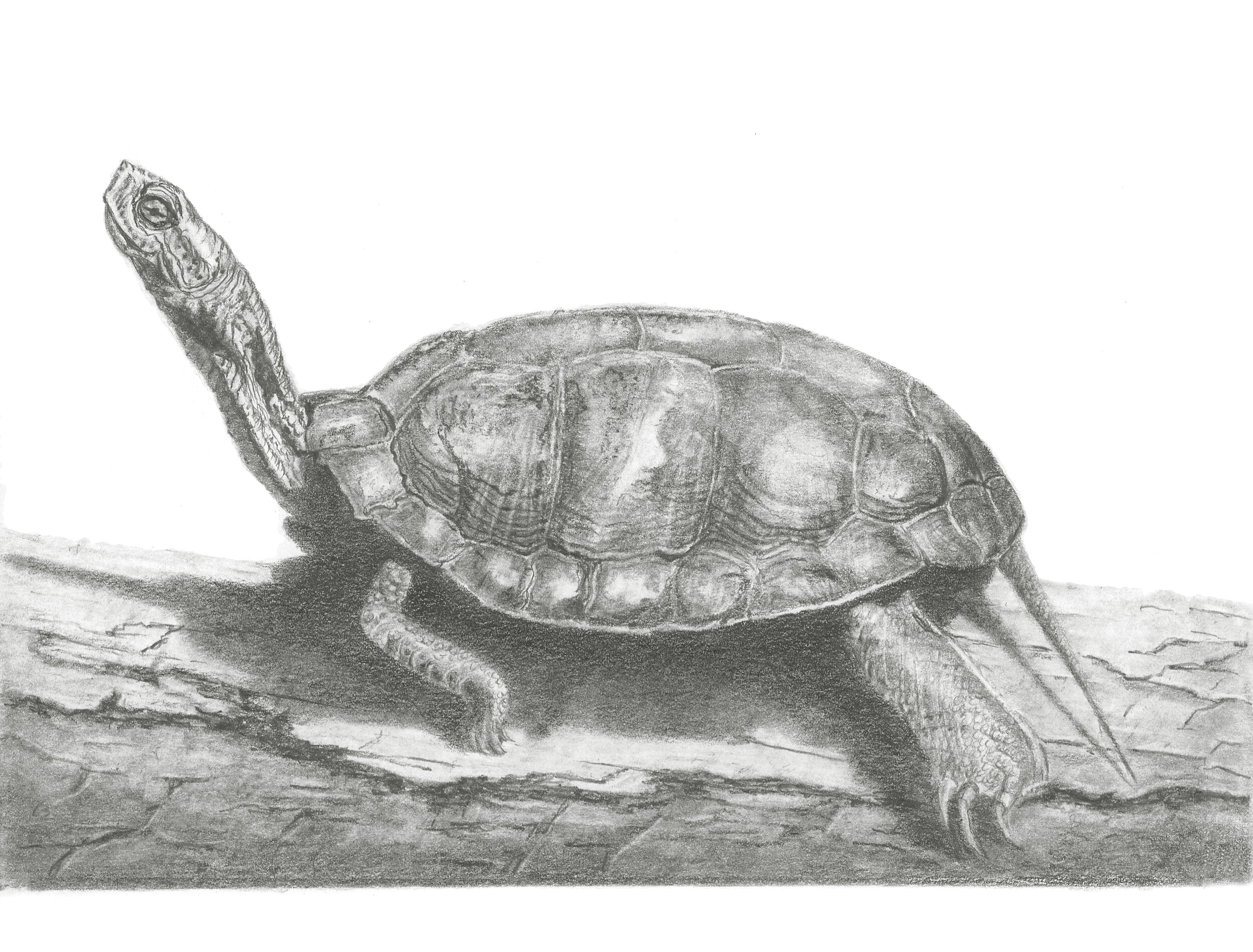 Koker Western Pond Turtle.jpg