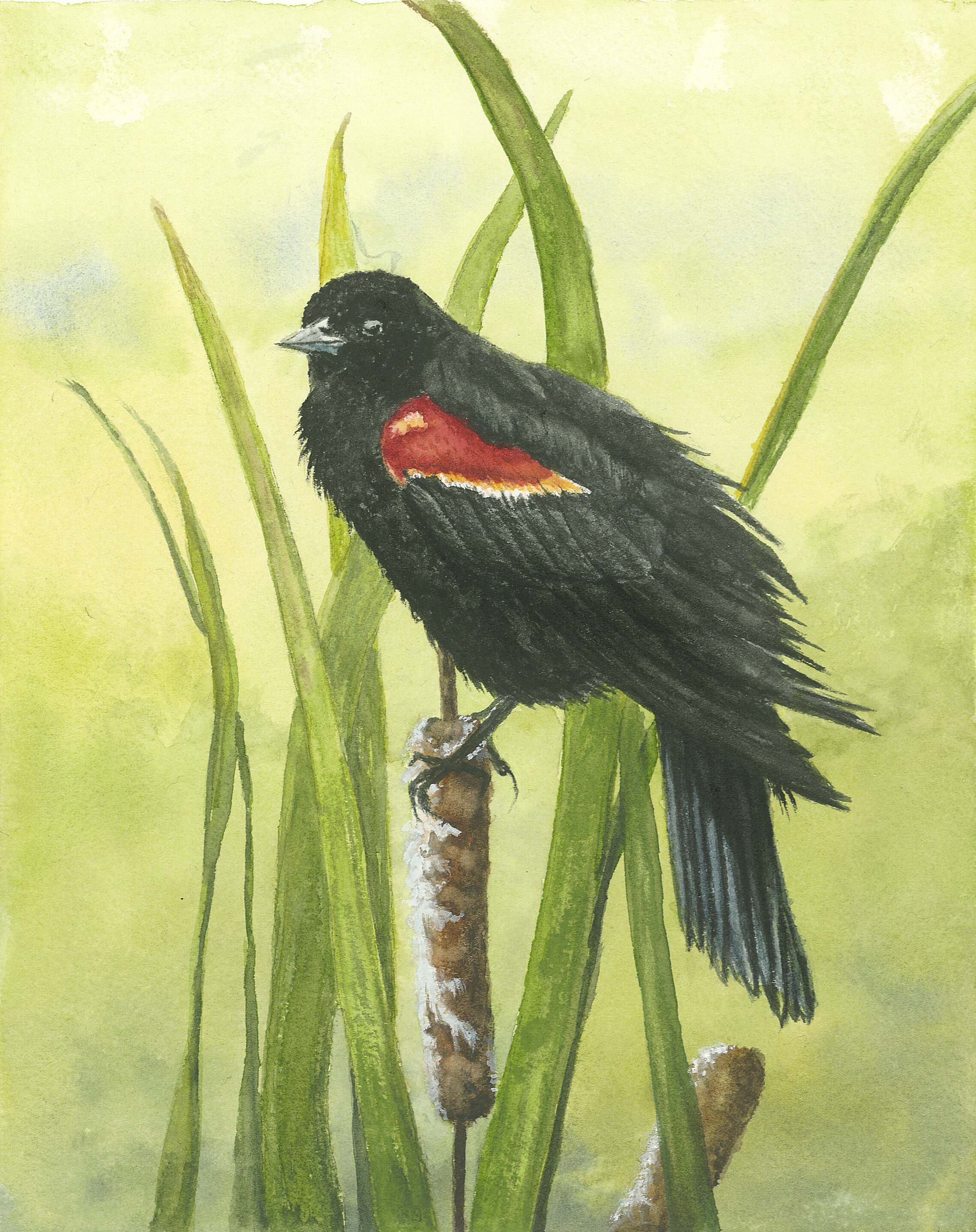 "Atop the swaying cattails perched many red-winged blackbirds."