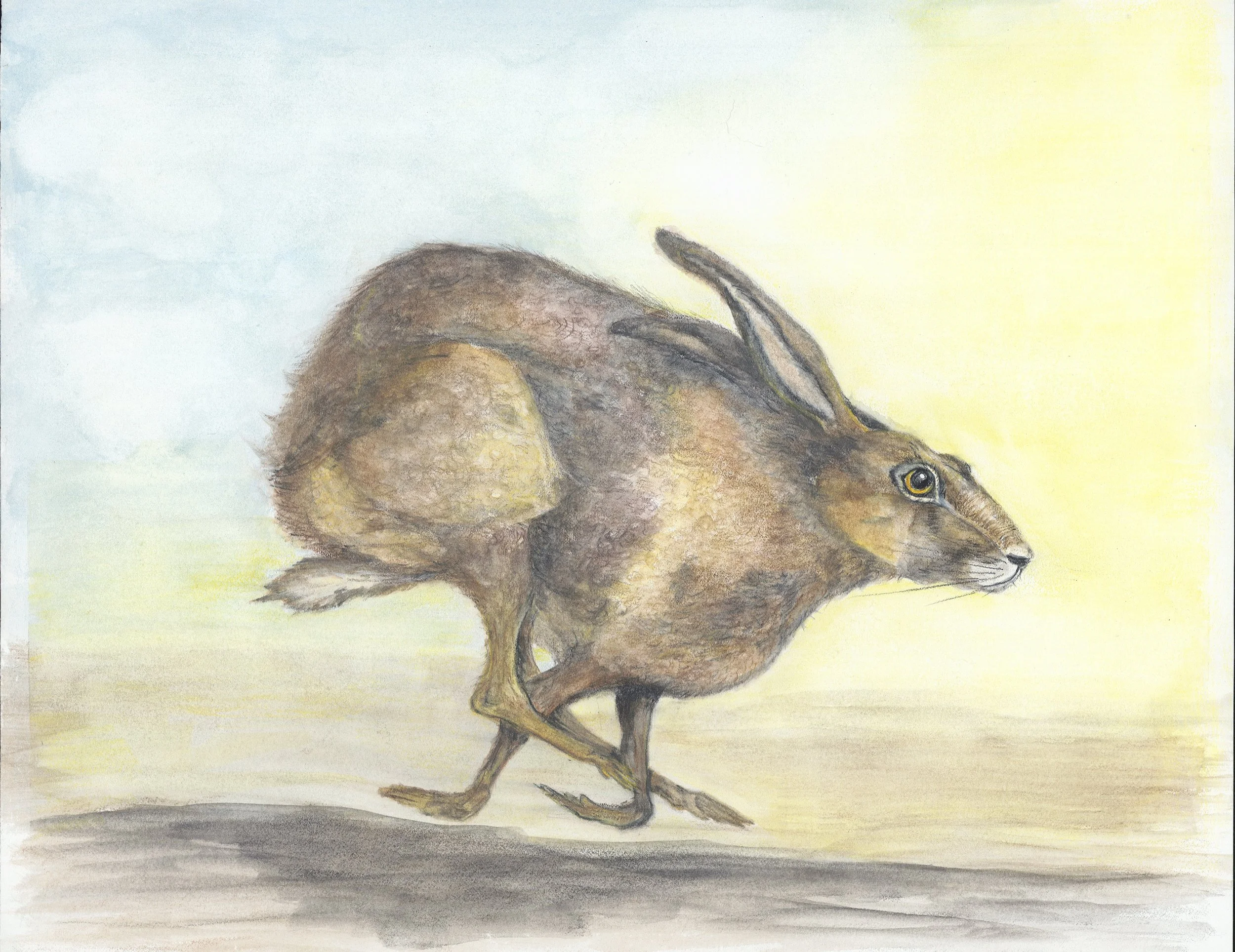 Running Hare
watercolor & pencil