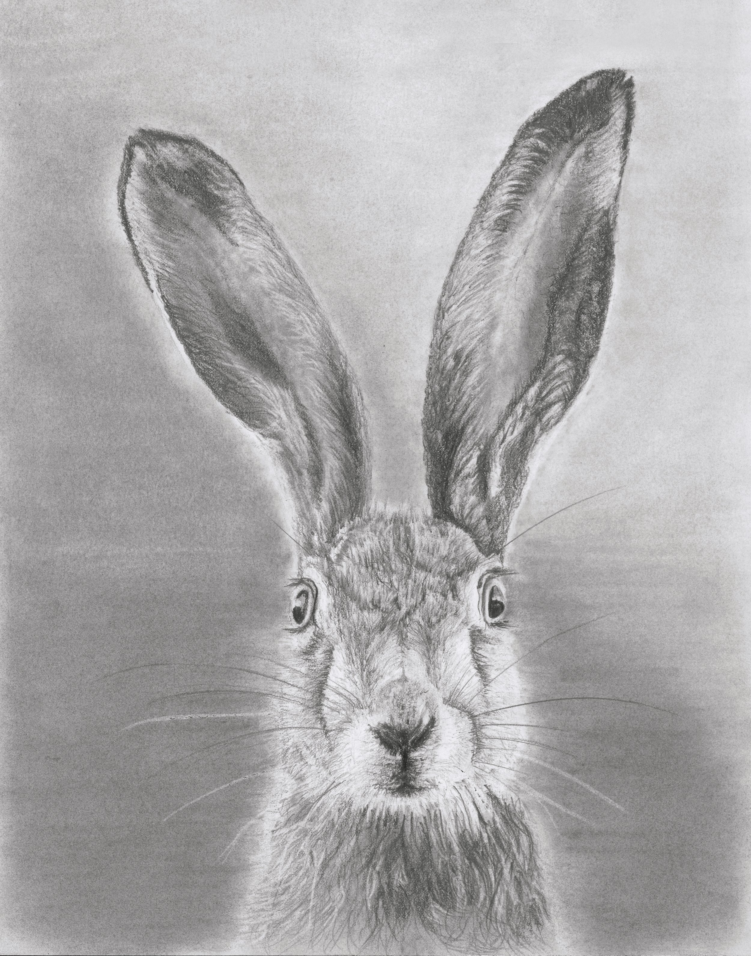 European Brown hare