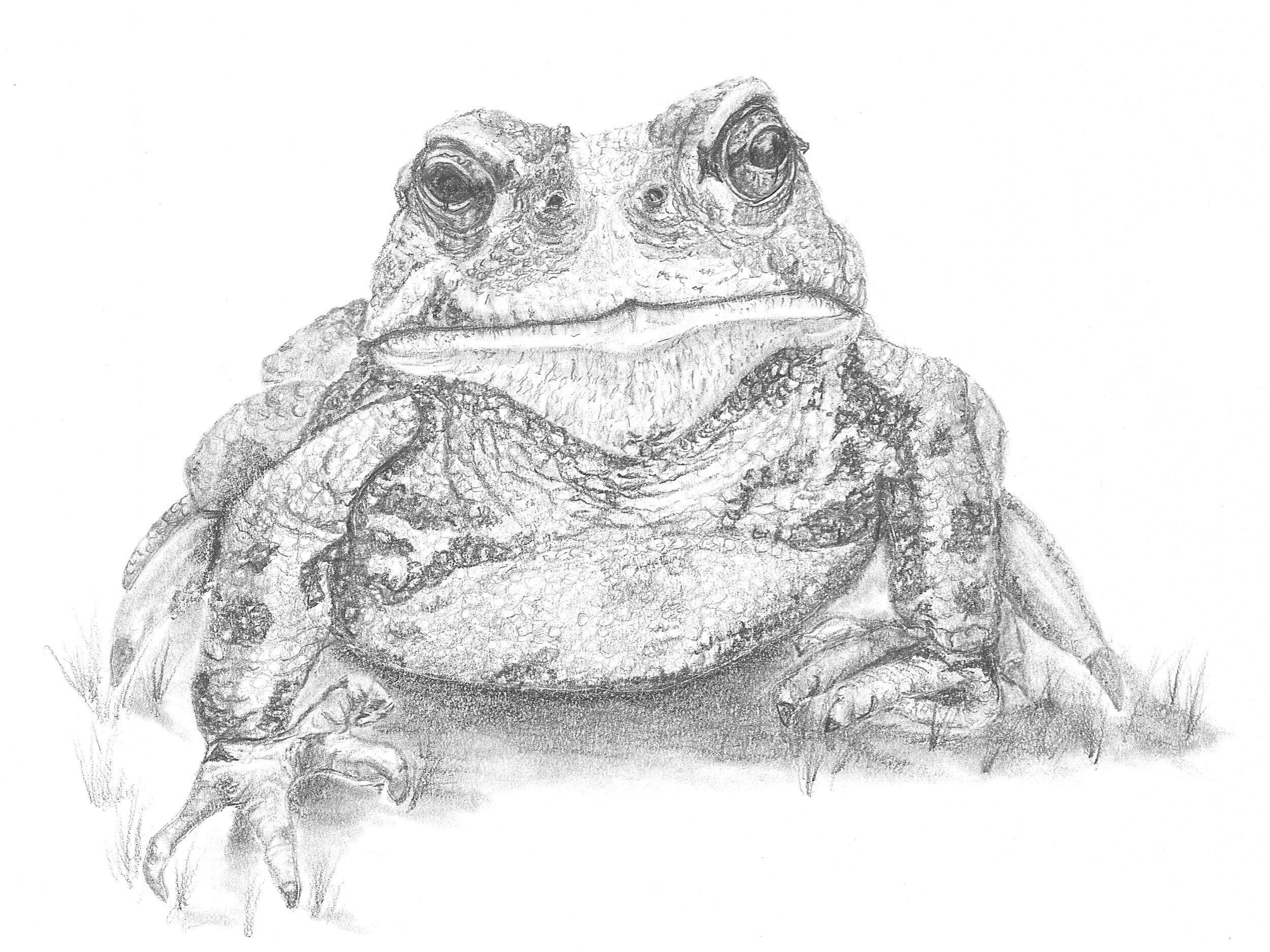 Western toad.jpg