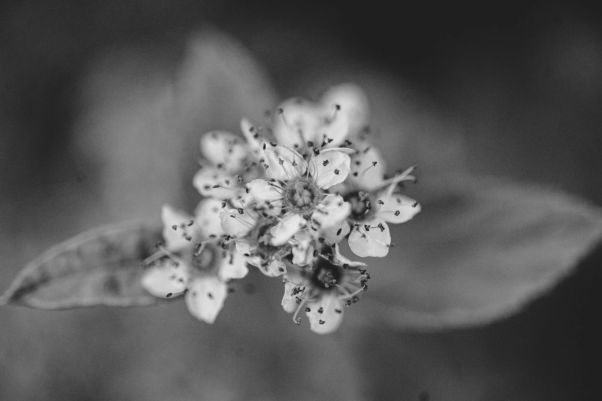 General 4 — EAST LAKE ROAD ALLIANCE CHURCH