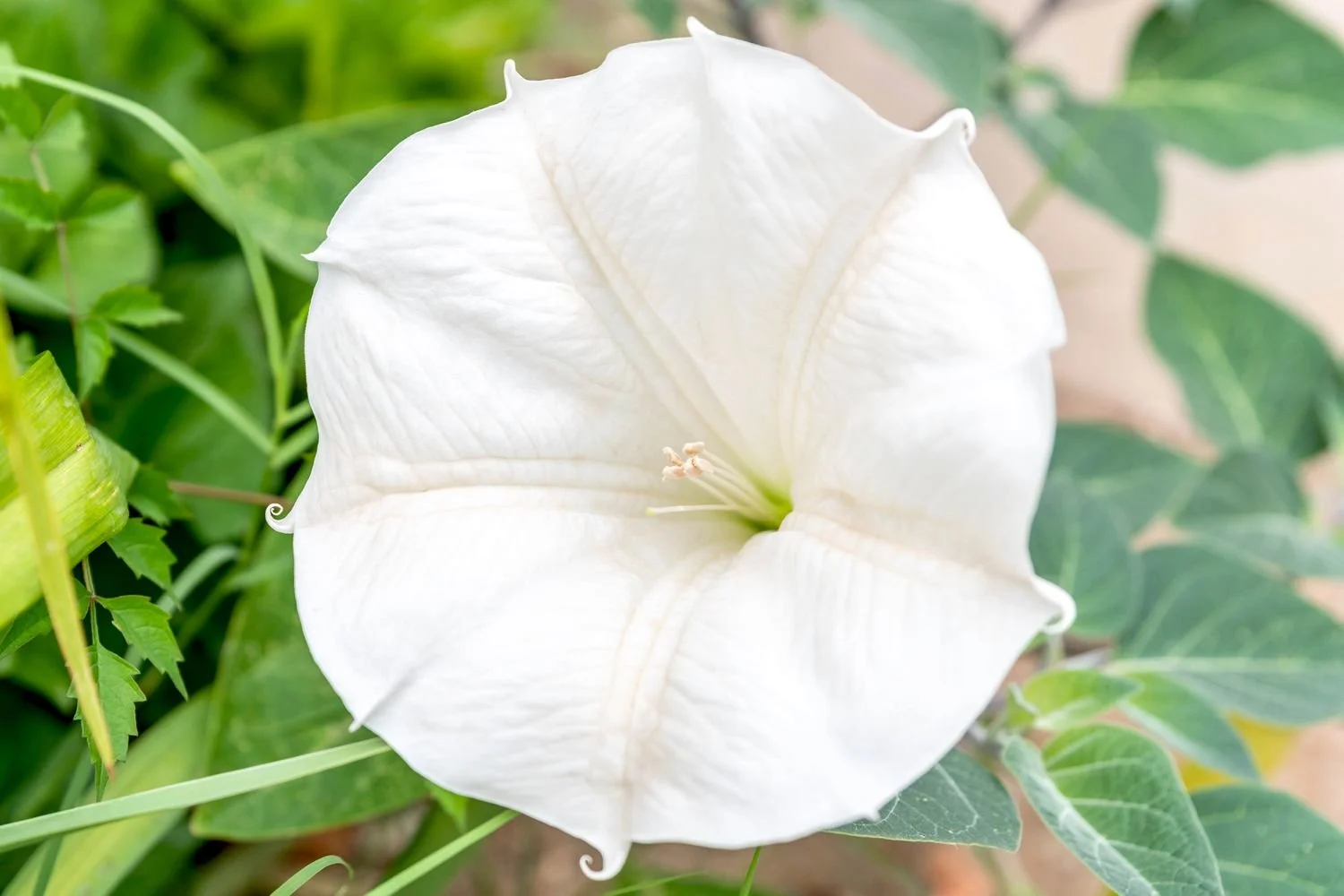 moonflower image.jpeg