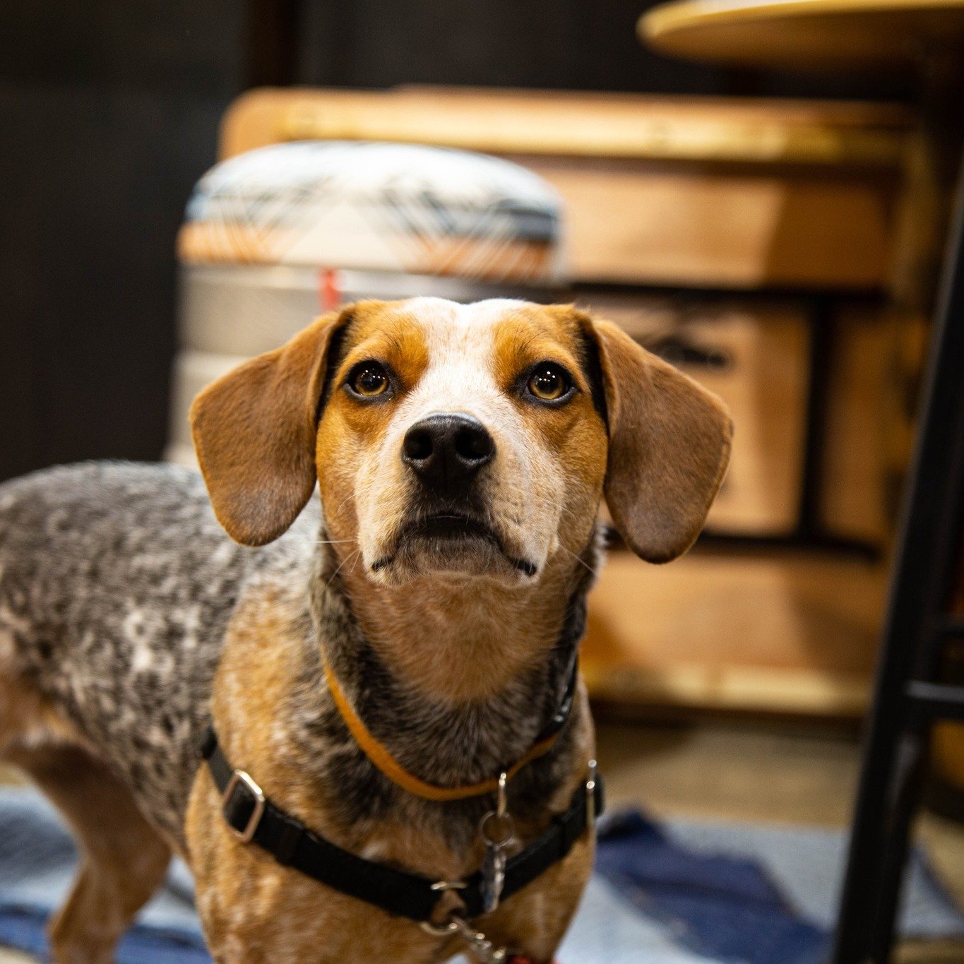 Happy National Pet Day, Twin Sisters fans! ❤️🐶 Twin Sisters has always had a soft spot for animals, especially the hardworking pups of TSB employees! Pictured is Maco helping her human handle things in the Brewery while Ellie supervises her human in