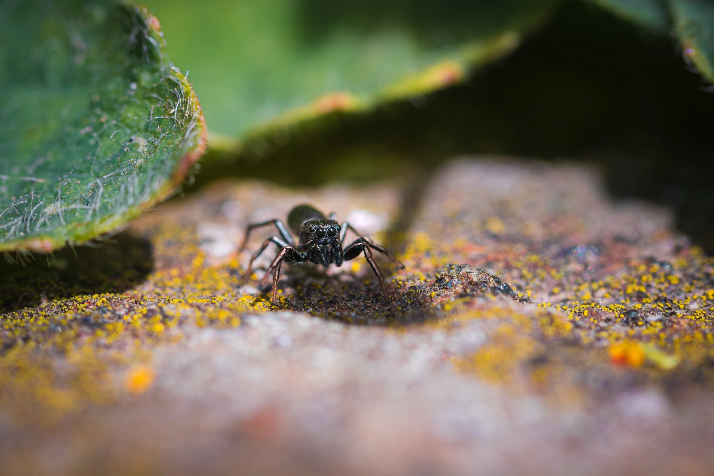 2026-04-25 RHS Hyde Hall-30.jpg