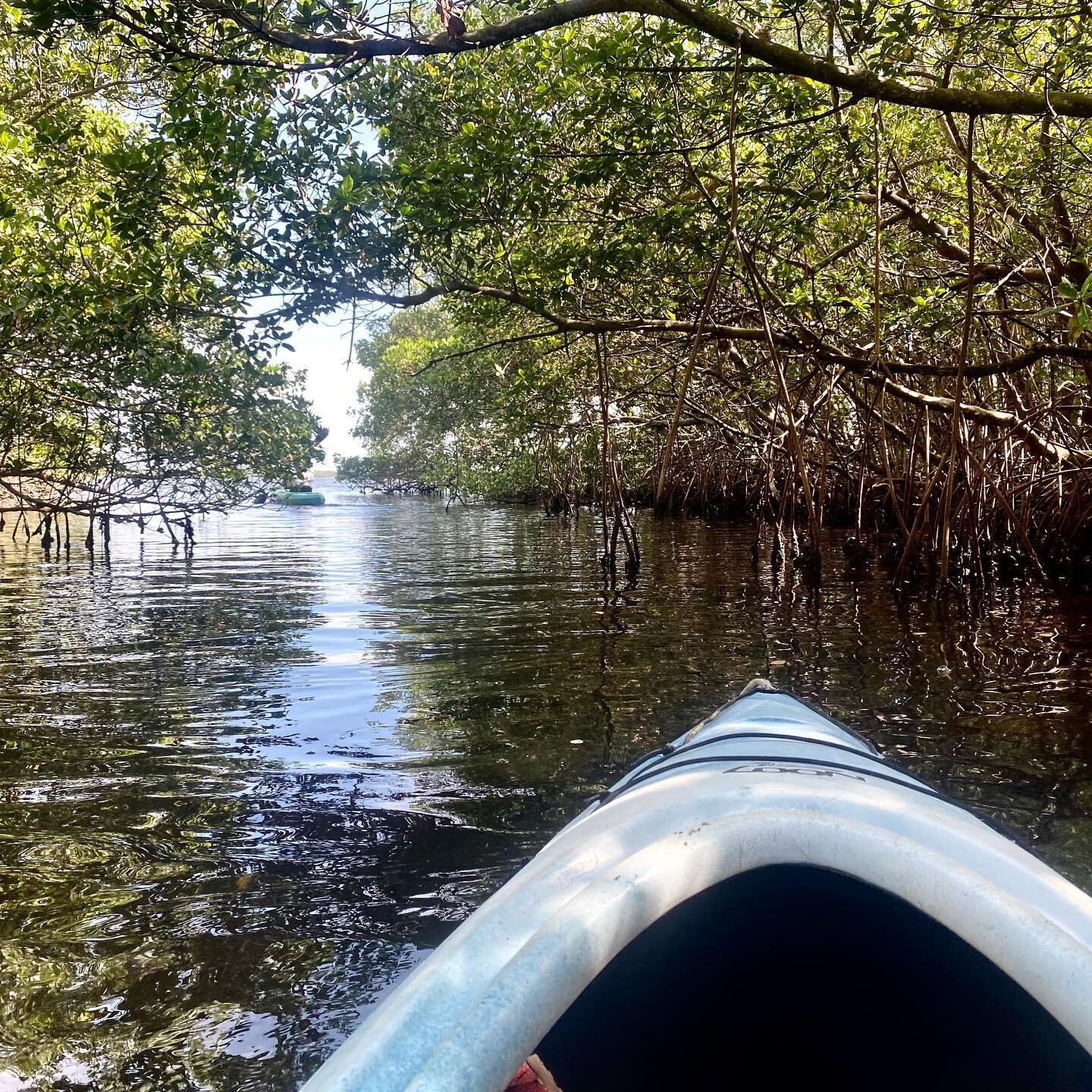 Kayaking the #mangroves in #Tarponbay with @tarponbayexplorers in #Sanibel! Saw #manatees, a swimming #iguana and lots of good #flyfishing!
.
#kayakfishing #kayakingadventures #floridagulfcoast #kayaking #outdoorfun #travel #travelwriting