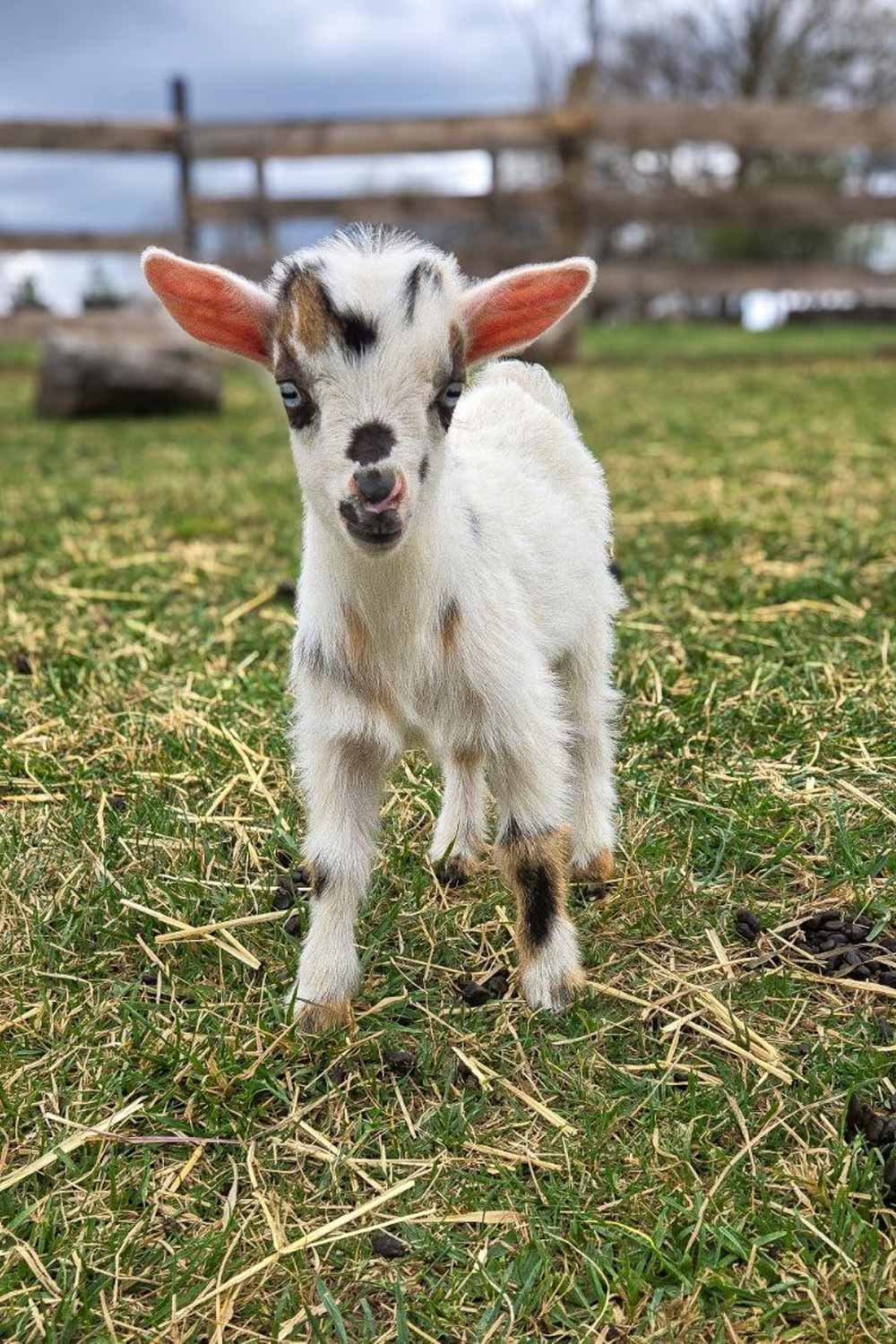 CI_Hazel-goat.jpg