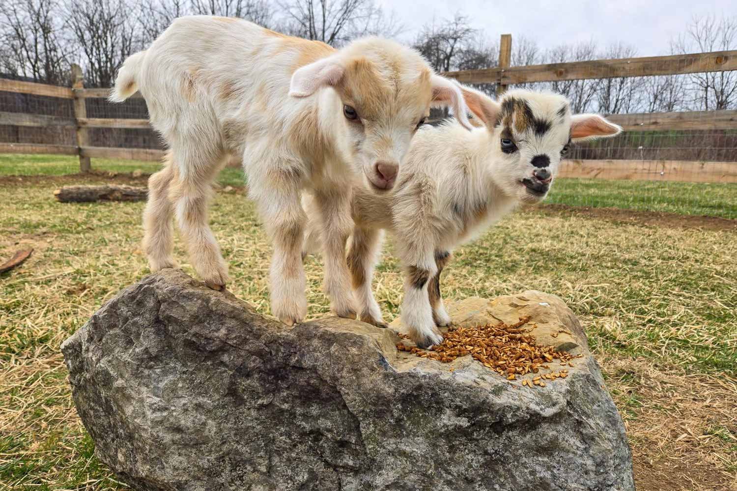 CI_Kids-goats.jpg