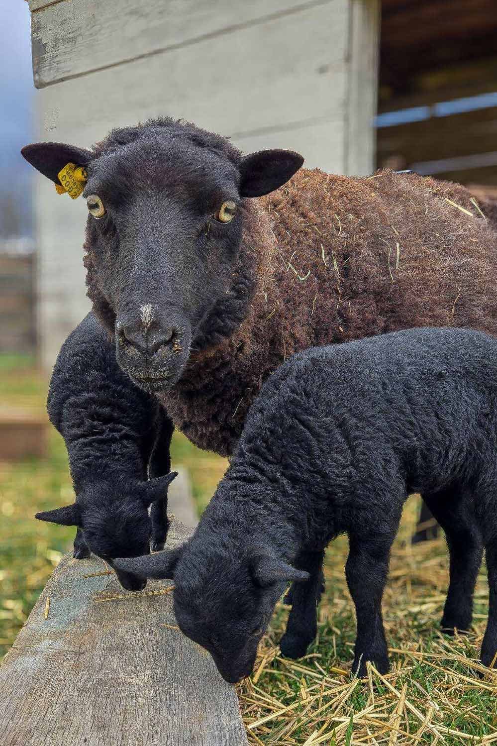 CI_Black-Welsh-Sheep-and-Lambs-.jpg
