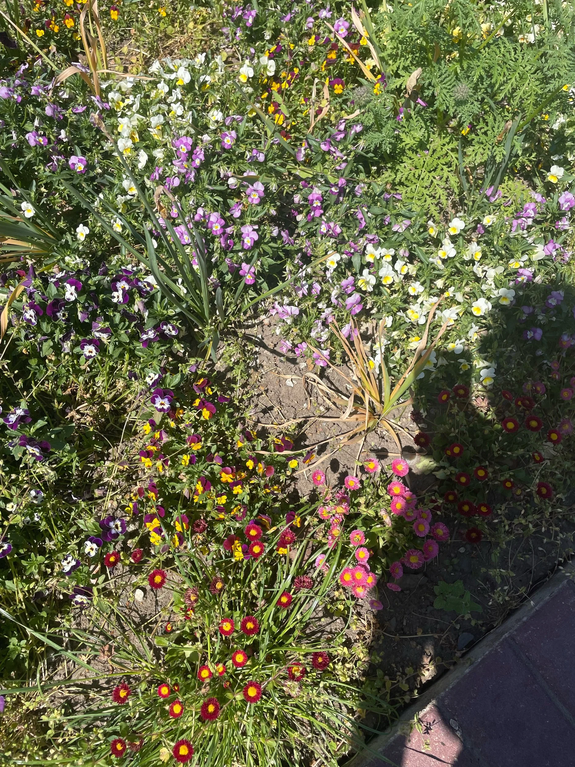 IMG_5168.jpeg